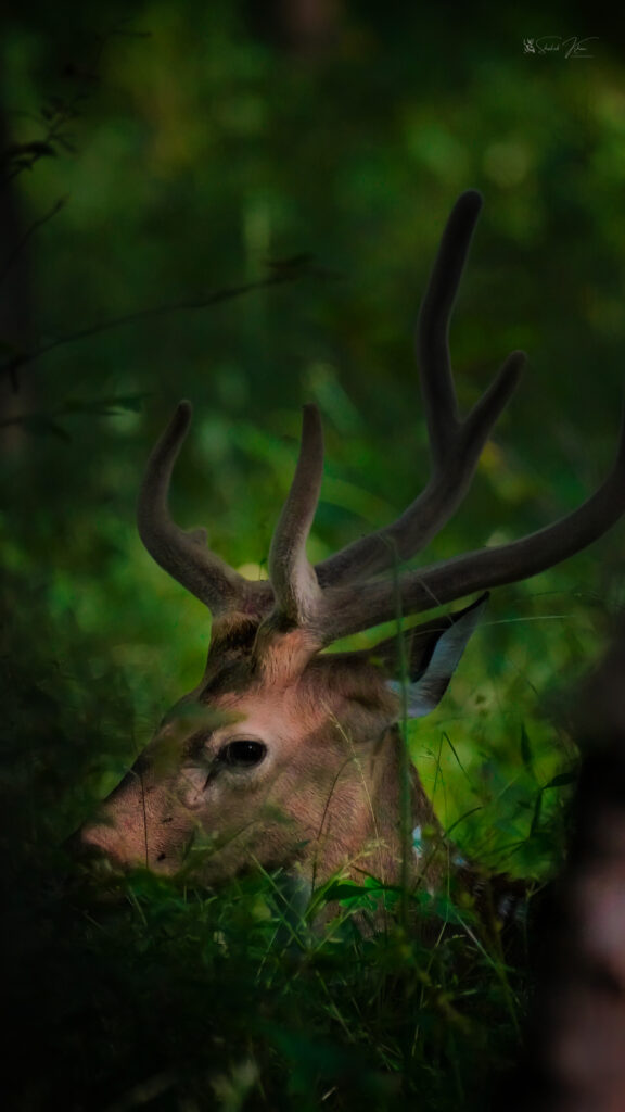 Deer Sighting | deer | deer seen | deer food cycle