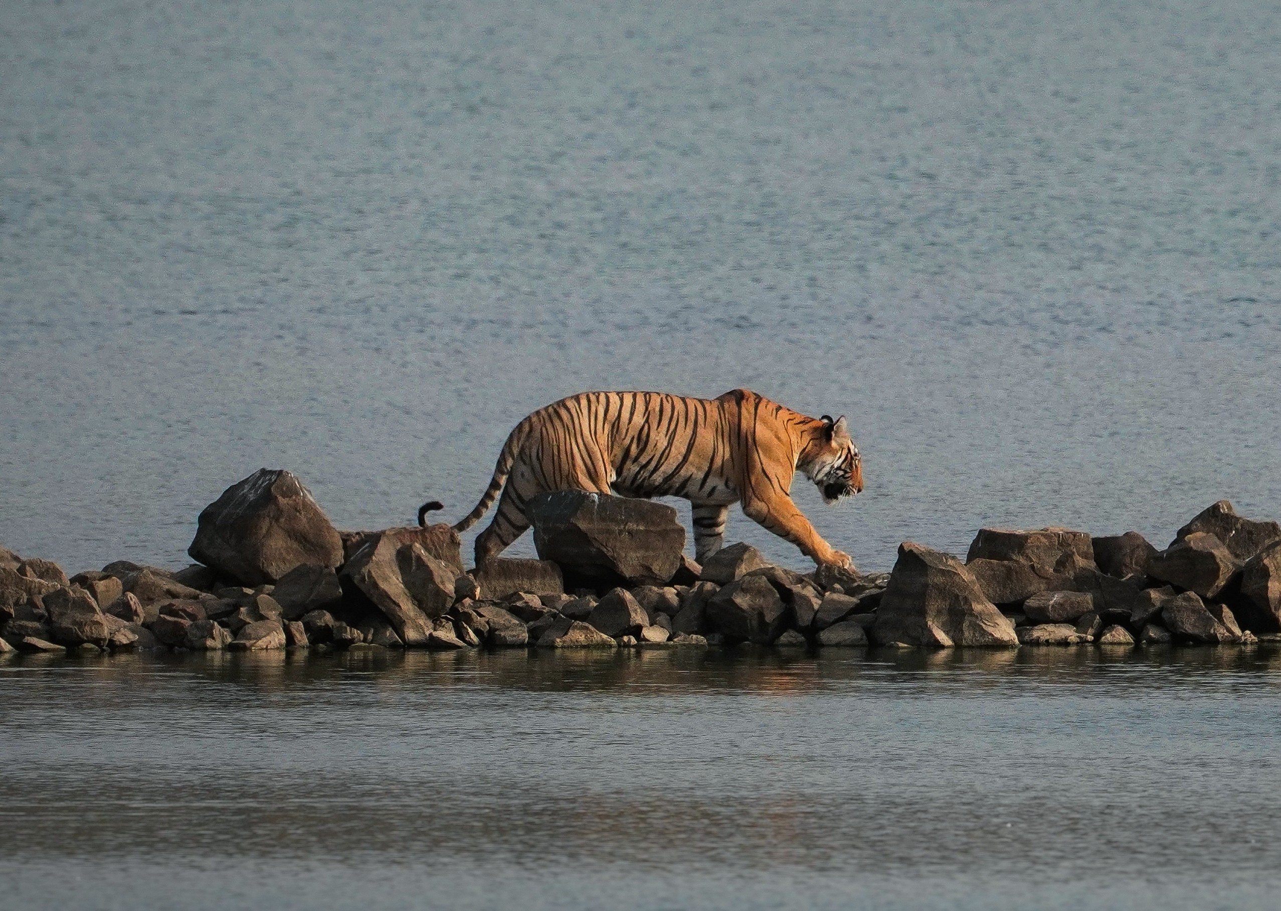 Ranthambore National Park