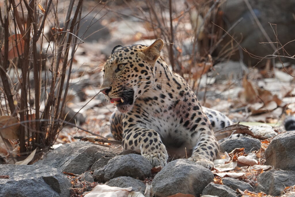 See Leopard leopard photo photography Leopard