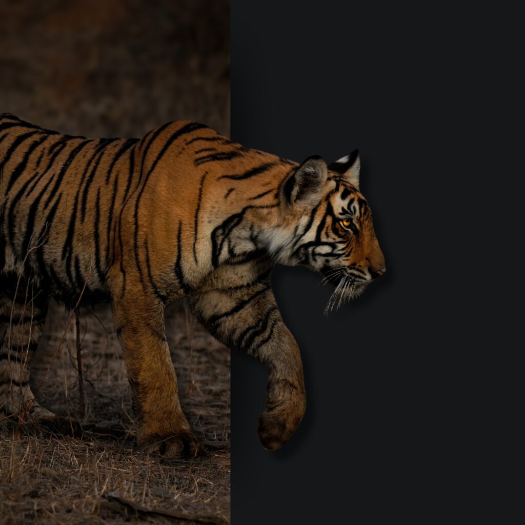 tiger safari India | safari websites | best safari websites in India | safari sight | tiger safari in India | tiger safari in India