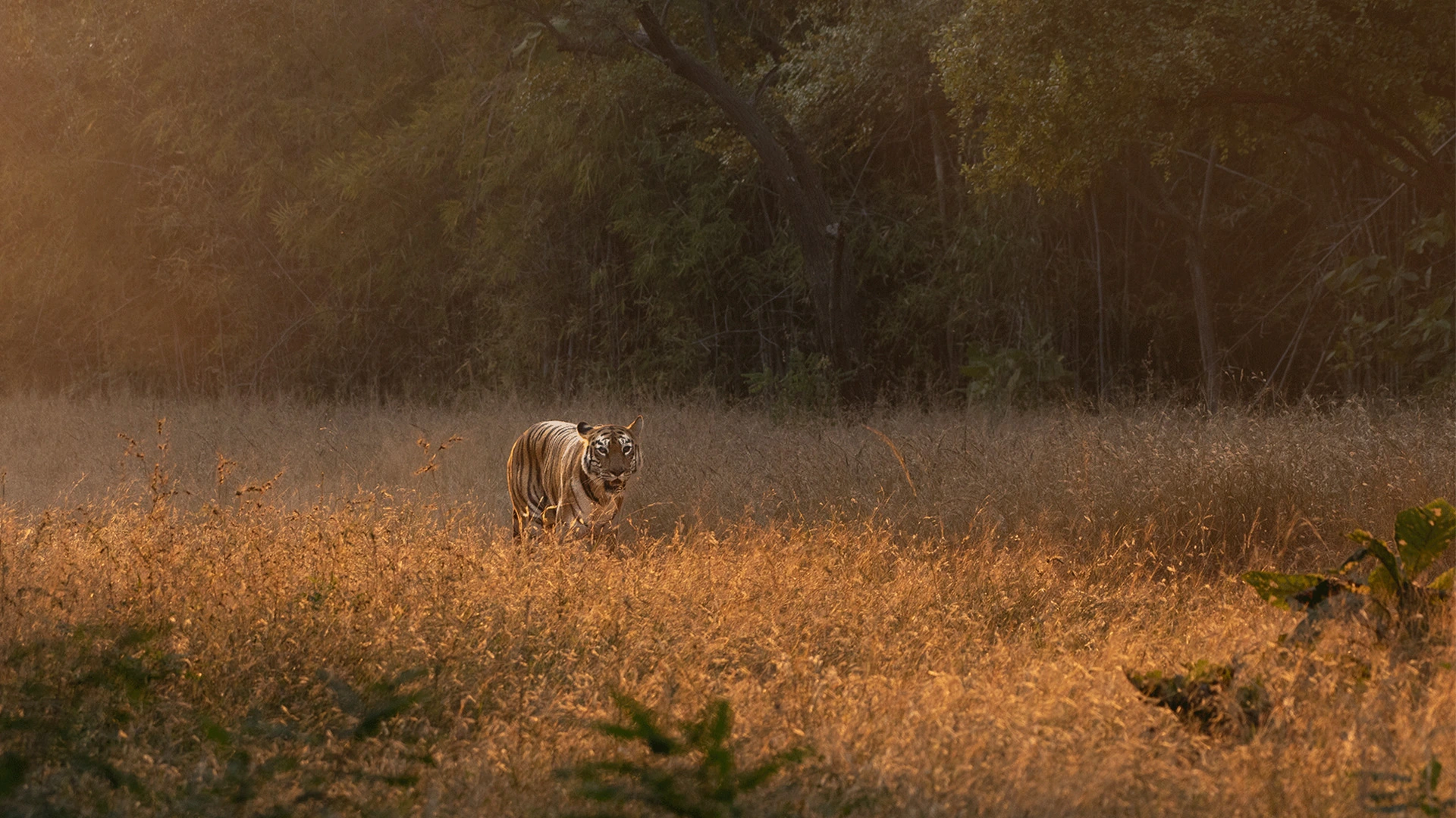 Tadoba National  Park