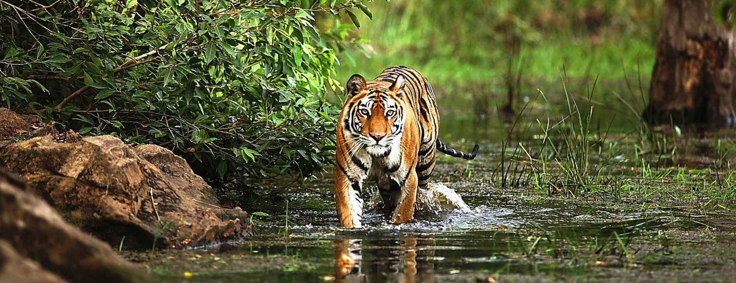 Bandhavgarh National Park