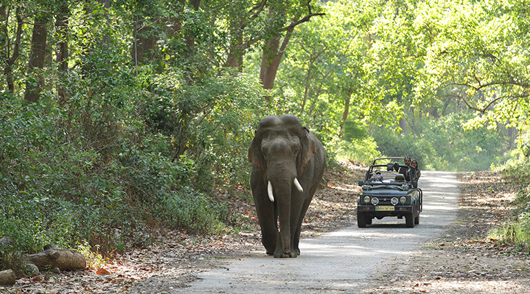Jim Corbett National Park