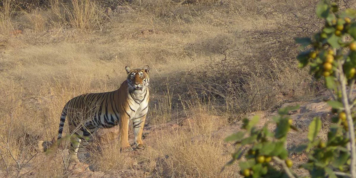 Sariska Tiger Reserve