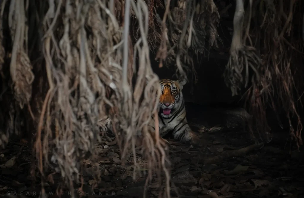 leopard safari | Ranthambore safari | safari in India | safari in Rajasthan | tiger safari in India | tiger sight | tiger safari | Safari in Ranthambore | Ranthambore wild