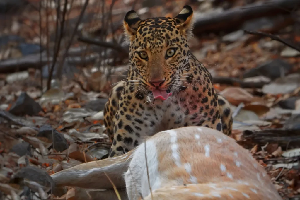 leopard safari | Ranthambore safari | safari in India | safari in Rajasthan | tiger safari in India | tiger sight | tiger safari | Safari in Ranthambore | Ranthambore wild