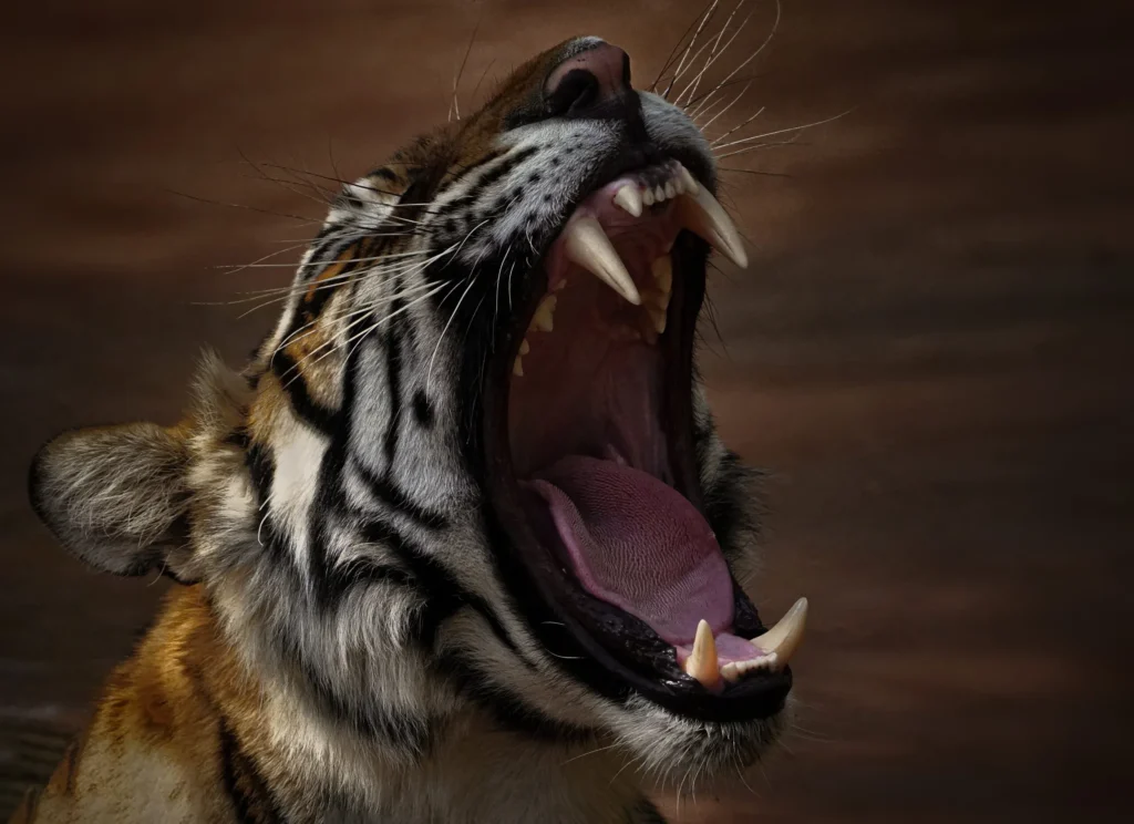 leopard safari | Ranthambore safari | safari in India | safari in Rajasthan | tiger safari in India | tiger sight | tiger safari | Safari in Ranthambore | Ranthambore wild