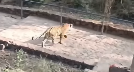 leopard safari | Ranthambore safari | safari in India | safari in Rajasthan | tiger safari in India | tiger sight | tiger safari | Safari in Ranthambore | Ranthambore wild