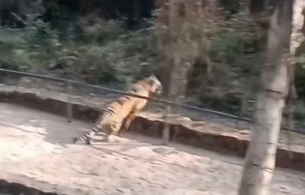 Tiger sighting at Ranthambore Fort Ranthambore National Park travel blog Exploravelia Wild safaris Royal Bengal Tiger Rajasthan Wildlife vs. History in Ranthambore