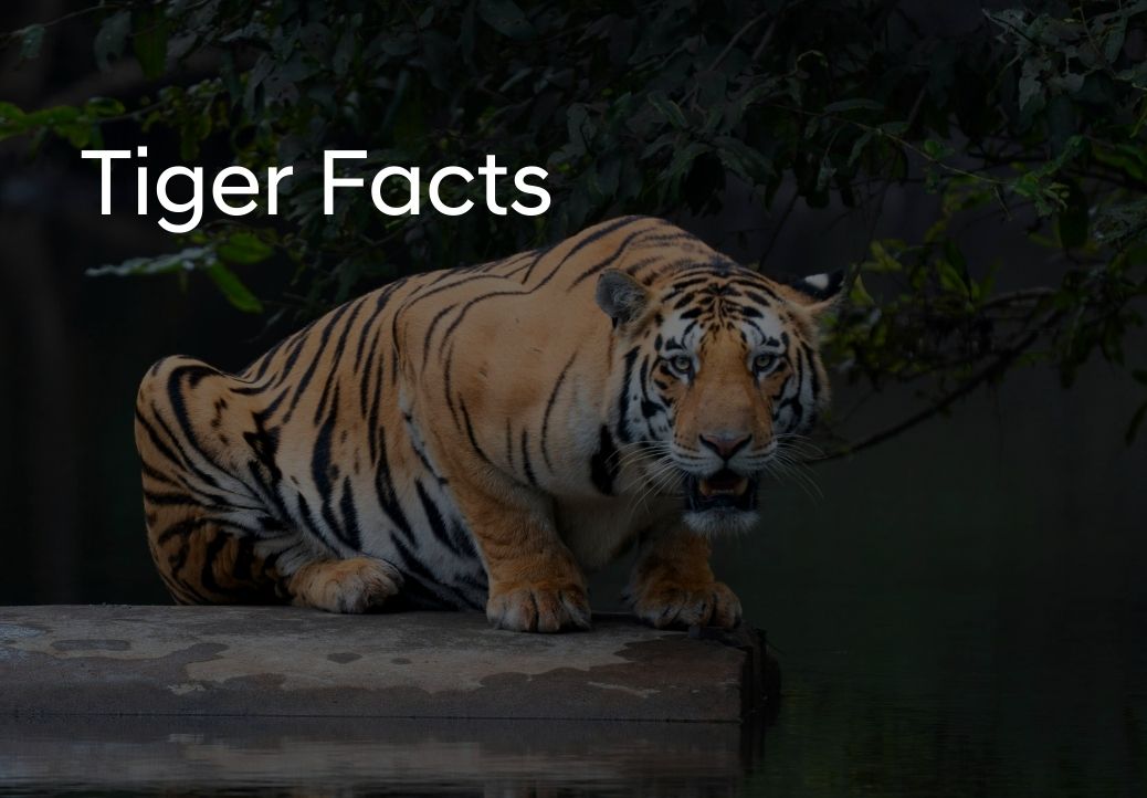 20 Facts You Probably Didn’t Know About Tigers