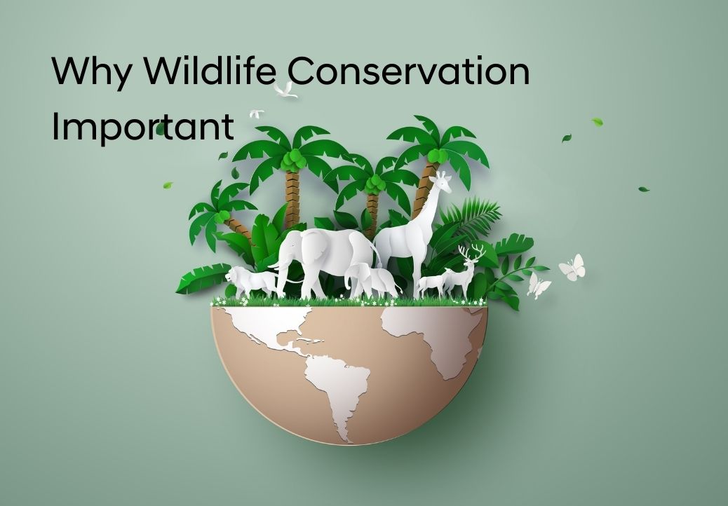 Why Wildlife Conservation Important