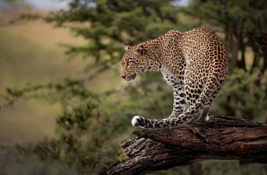 leopard safari | Ranthambore safari | safari in India | safari in Rajasthan | tiger safari in India | tiger sight | tiger safari | Safari in Ranthambore | Ranthambore wild