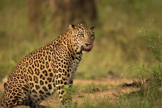 leopard safari | Ranthambore safari | safari in India | safari in Rajasthan | tiger safari in India | tiger sight | tiger safari | Safari in Ranthambore | Ranthambore wild