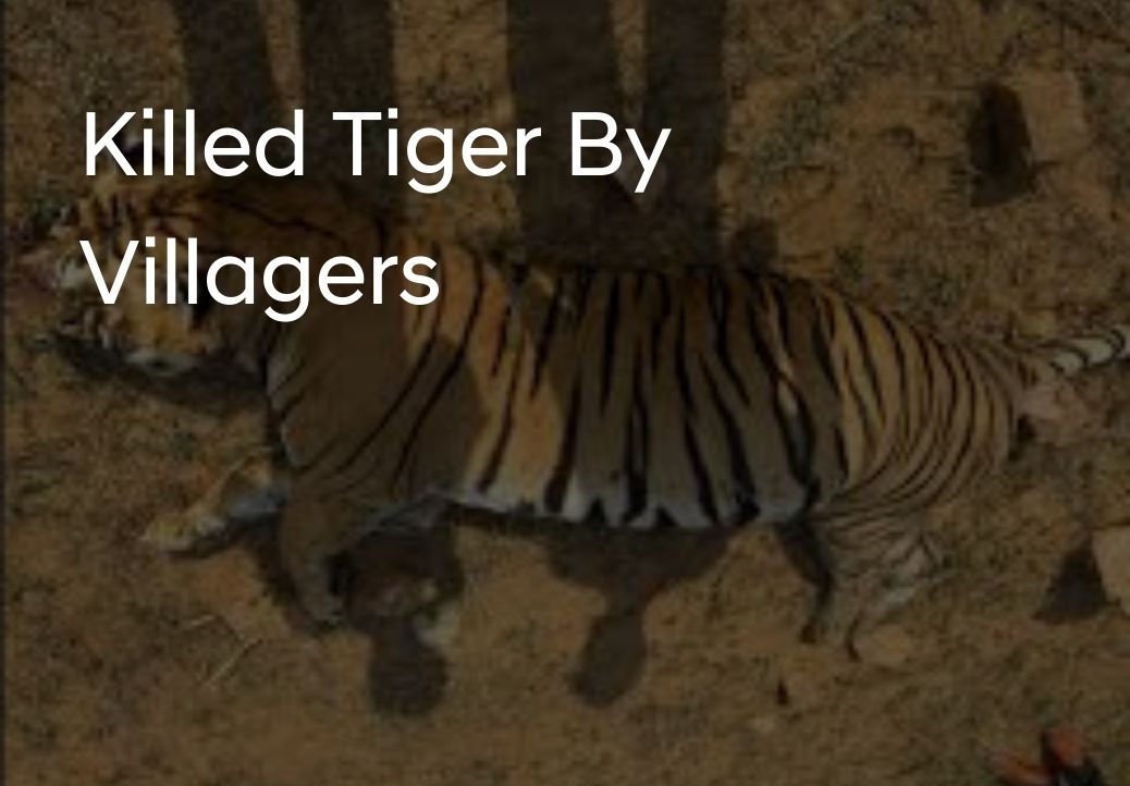 The Untimely Demise of Tiger 86