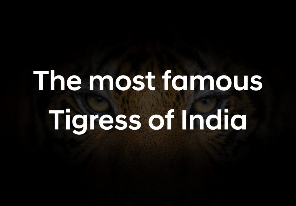 famous tiger | famous tigress | famous tigress of rajasthan |famous tiger of india | machli |