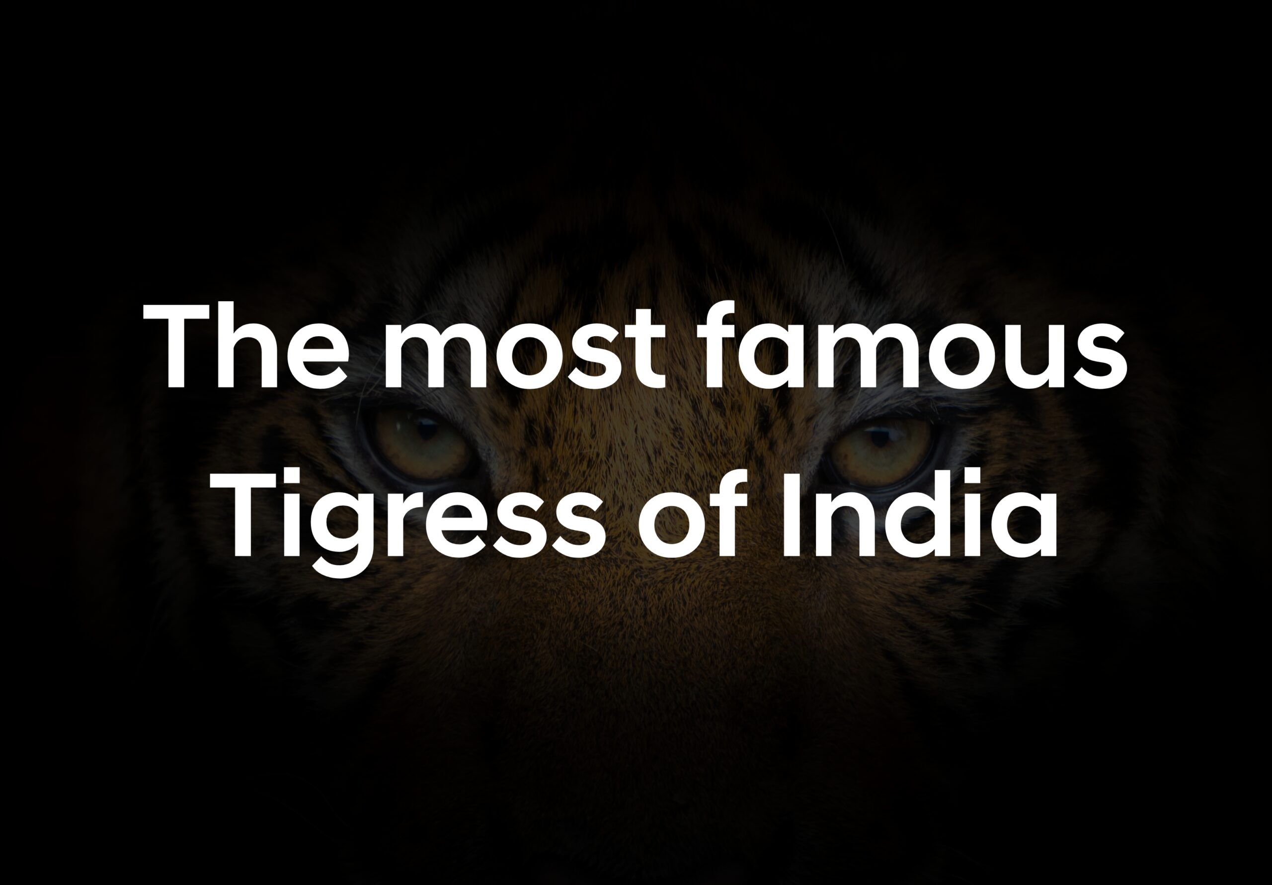 The Famous Tigresses of India