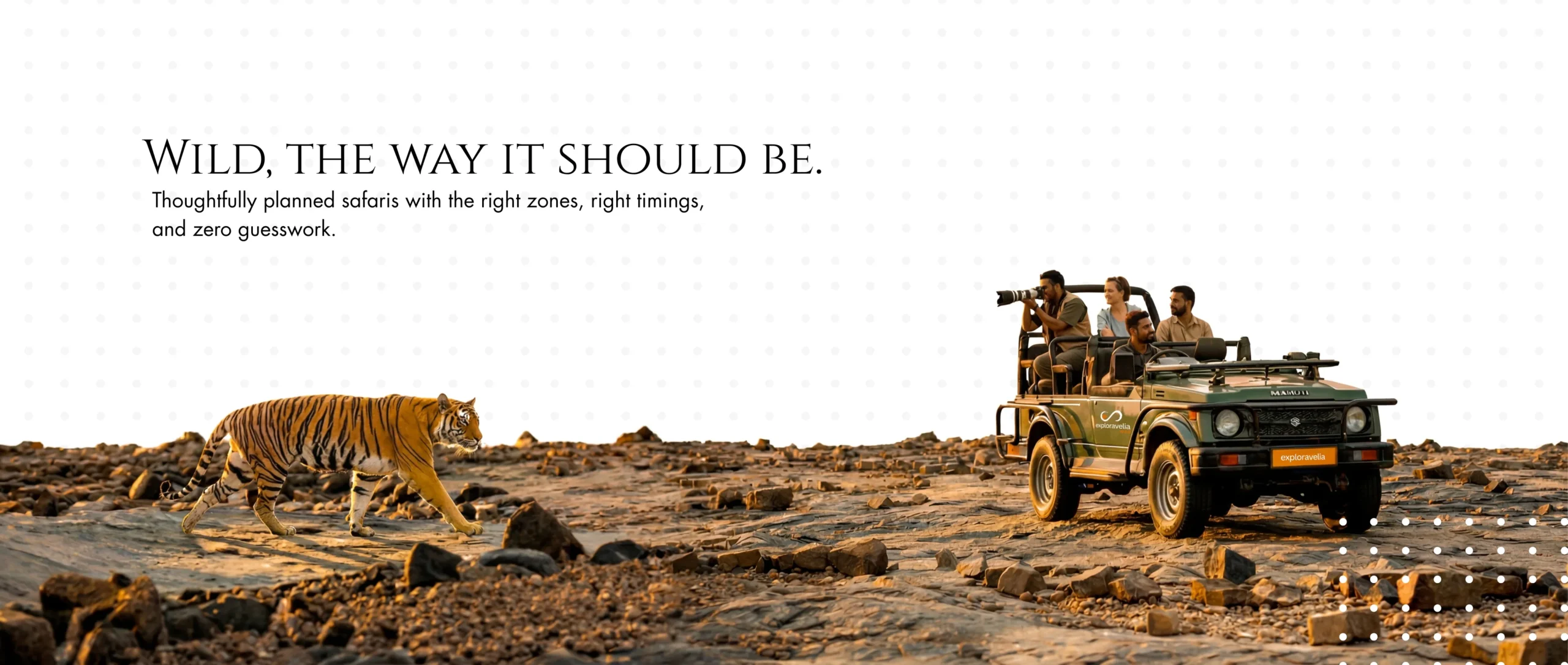 Tiger photography | Tiger roar | Tiger Sighting | Tiger Arias Exploravelia wild | wild website | safari website | Safari destinations | safari | tiger safari | wild safari