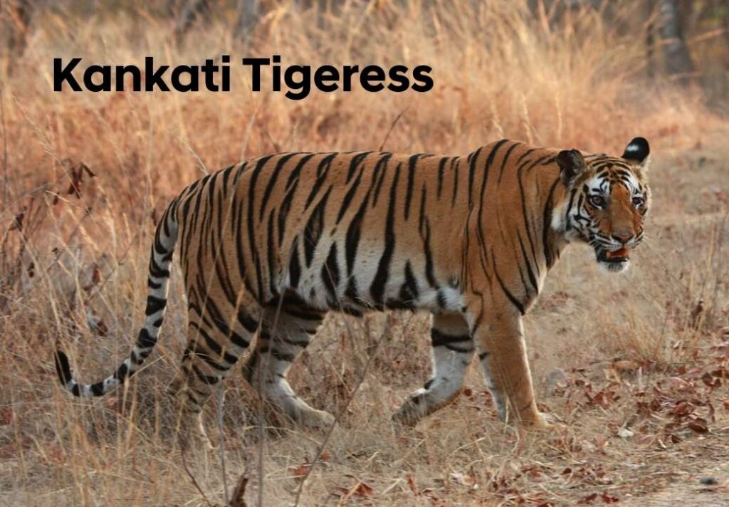 best tigress in ranthambore , tigress , kankati tigress,