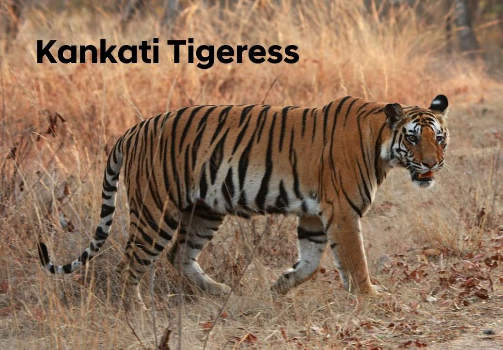Kankati tigress