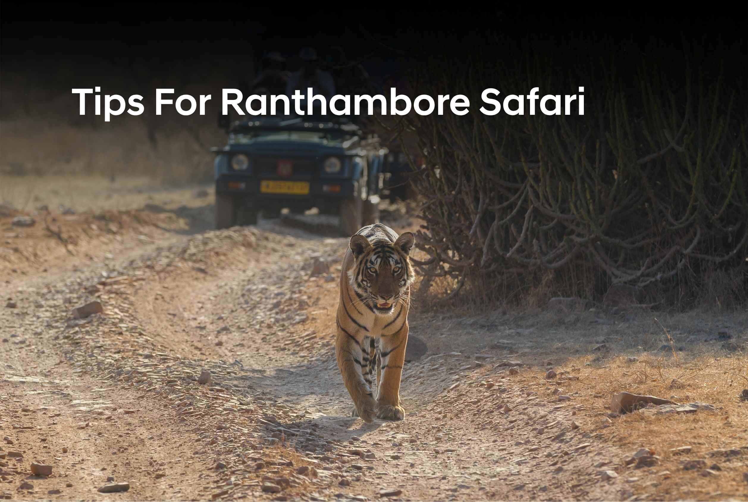 Tips For Ranthambore Safari