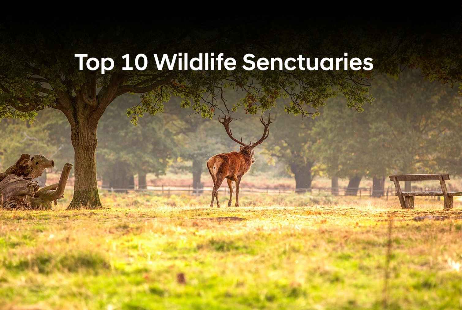 Top 10 Wildlife Sanctuaries in Rajasthan You Must Visit (2026 Guide)