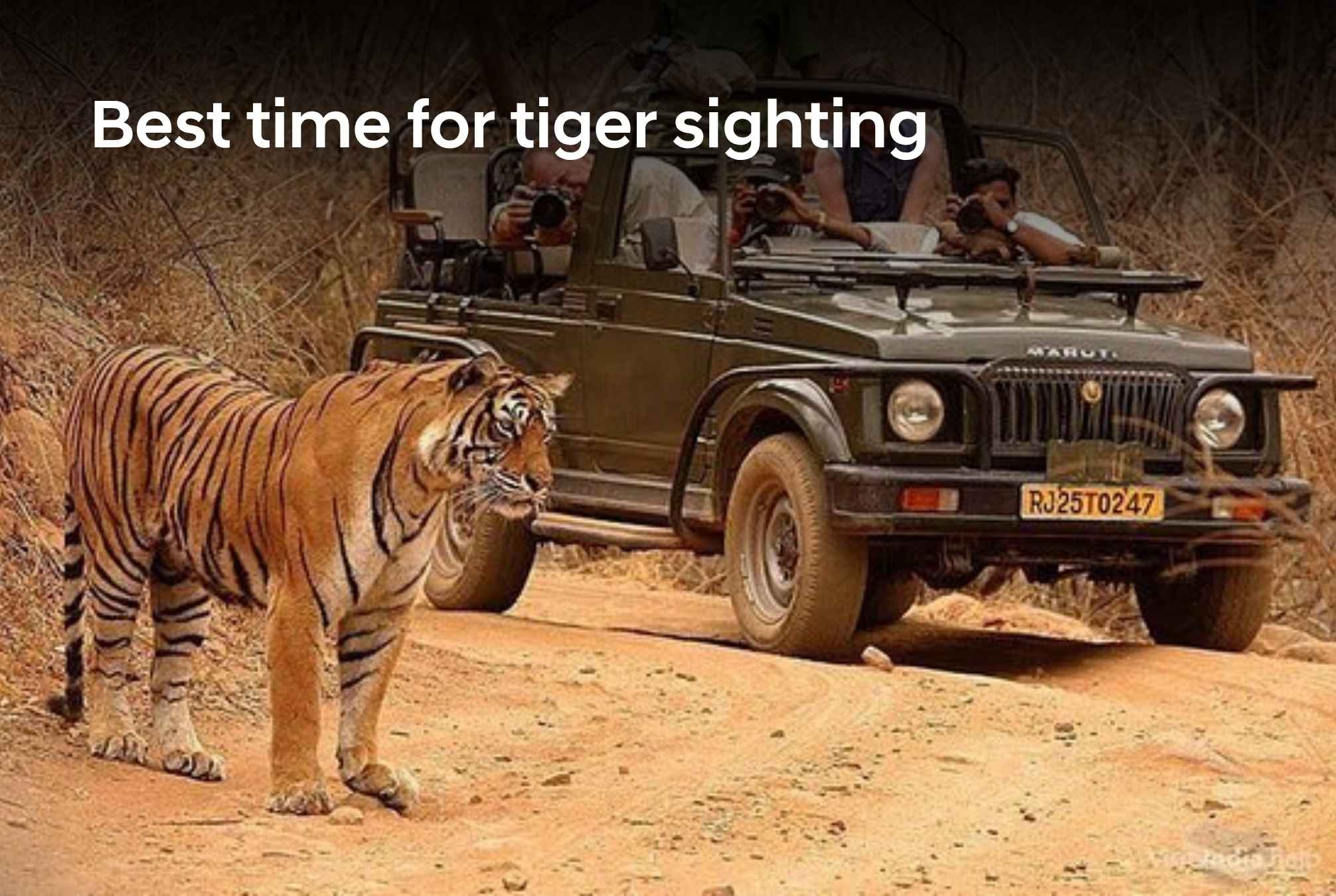 Best time for tiger sighting in national parks