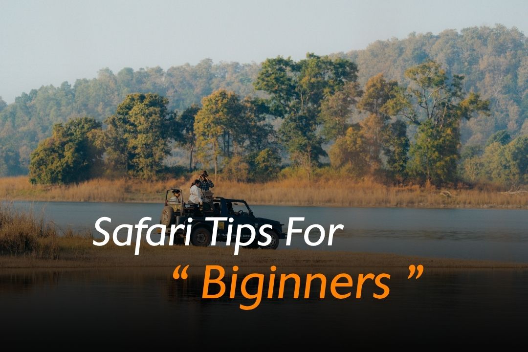 Safari Tips For Beginners