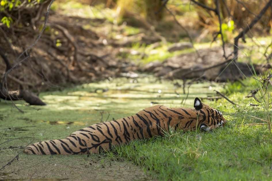 Ridhi tigress resting in Ranthambore National Park during a wildlife safari, Close-up portrait of famous Ranthambore tigress Ridhi in the jungle, Ridhi tigress walking confidently through Ranthambore forest area, Ridhi tigress with her cubs in Ranthambore National Park, Tourists spotting Ridhi tigress during Ranthambore tiger safari, Ridhi tigress near a lake in Ranthambore National Park Rajasthan, Wildlife photography of Ridhi tigress in Ranthambore Tiger Reserve, Tiger safari jeep inside Ranthambore National Park Rajasthan, Famous tigress Ridhi sitting peacefully in Ranthambore forest, Royal Bengal tigress Ridhi in Ranthambore National Park India