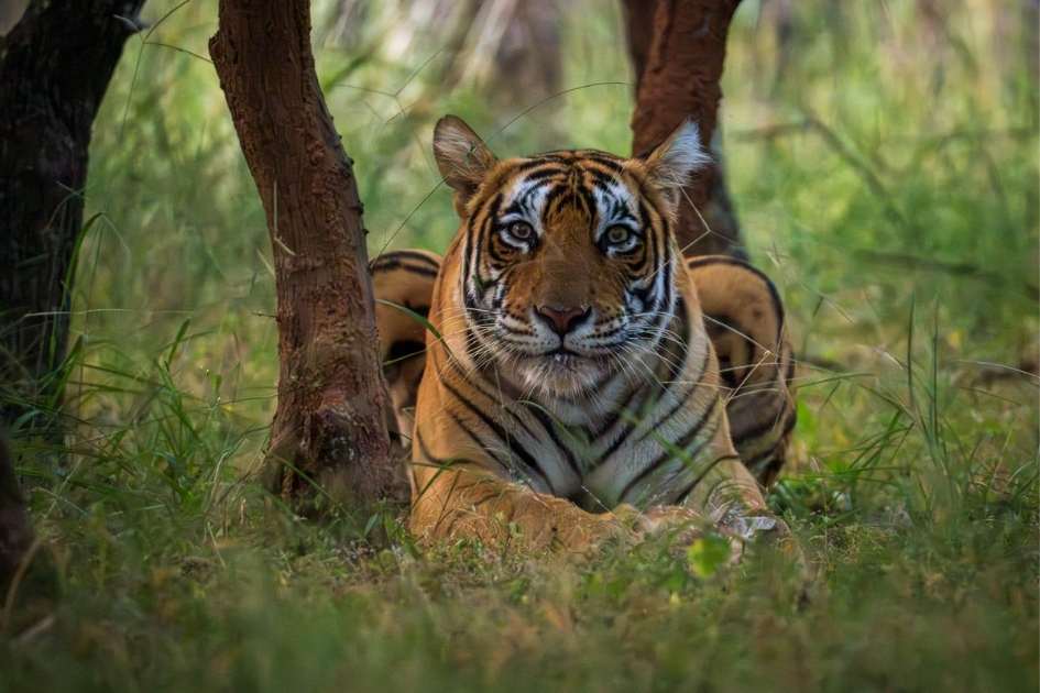 Ridhi tigress resting in Ranthambore National Park during a wildlife safari, Close-up portrait of famous Ranthambore tigress Ridhi in the jungle, Ridhi tigress walking confidently through Ranthambore forest area, Ridhi tigress with her cubs in Ranthambore National Park, Tourists spotting Ridhi tigress during Ranthambore tiger safari, Ridhi tigress near a lake in Ranthambore National Park Rajasthan, Wildlife photography of Ridhi tigress in Ranthambore Tiger Reserve, Tiger safari jeep inside Ranthambore National Park Rajasthan, Famous tigress Ridhi sitting peacefully in Ranthambore forest, Royal Bengal tigress Ridhi in Ranthambore National Park India