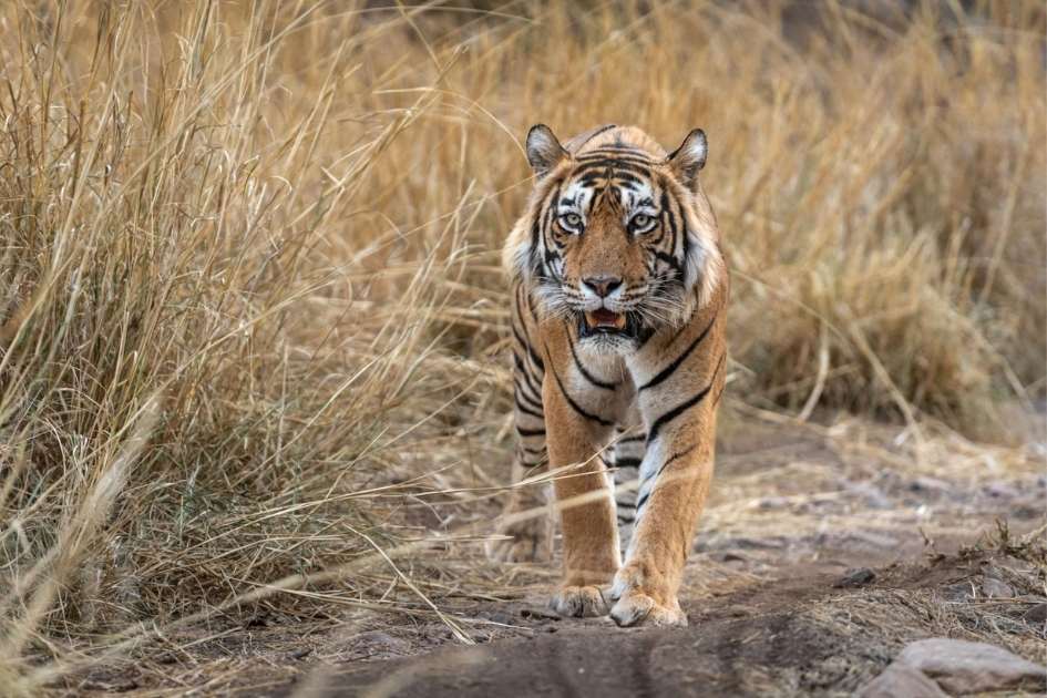 Ridhi tigress resting in Ranthambore National Park during a wildlife safari, Close-up portrait of famous Ranthambore tigress Ridhi in the jungle, Ridhi tigress walking confidently through Ranthambore forest area, Ridhi tigress with her cubs in Ranthambore National Park, Tourists spotting Ridhi tigress during Ranthambore tiger safari, Ridhi tigress near a lake in Ranthambore National Park Rajasthan, Wildlife photography of Ridhi tigress in Ranthambore Tiger Reserve, Tiger safari jeep inside Ranthambore National Park Rajasthan, Famous tigress Ridhi sitting peacefully in Ranthambore forest, Royal Bengal tigress Ridhi in Ranthambore National Park India