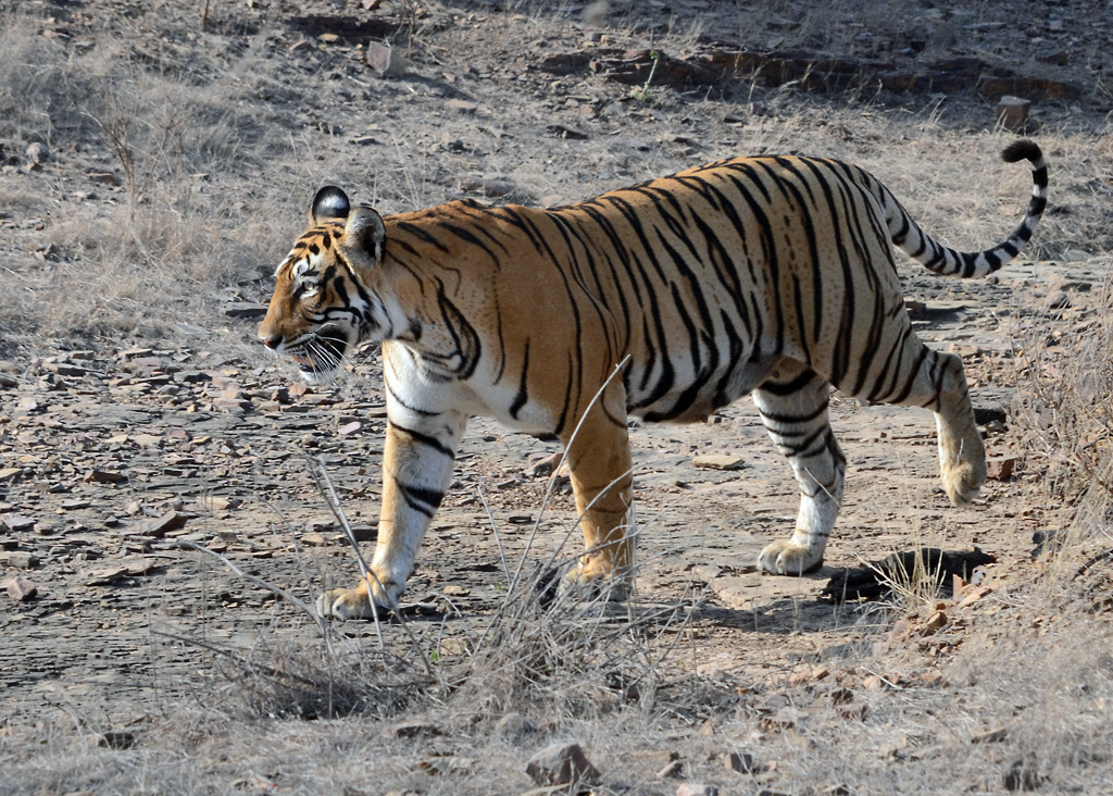 Krishna tigress in grassland area of Ranthambore Bengal tiger tigress in Ranthambore jungle Ranthambore tiger safari vehicle near tigress Tigress drinking water at Ranthambore lake Famous tiger family of Ranthambore National Park Royal Bengal tigress in Rajasthan forest