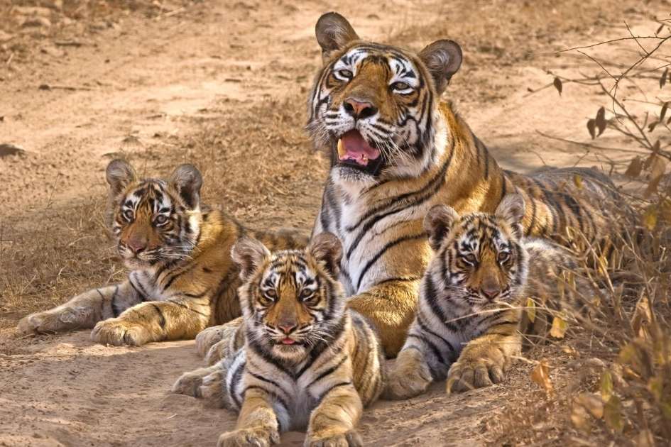Ridhi tigress resting in Ranthambore National Park during a wildlife safari, Close-up portrait of famous Ranthambore tigress Ridhi in the jungle, Ridhi tigress walking confidently through Ranthambore forest area, Ridhi tigress with her cubs in Ranthambore National Park, Tourists spotting Ridhi tigress during Ranthambore tiger safari, Ridhi tigress near a lake in Ranthambore National Park Rajasthan, Wildlife photography of Ridhi tigress in Ranthambore Tiger Reserve, Tiger safari jeep inside Ranthambore National Park Rajasthan, Famous tigress Ridhi sitting peacefully in Ranthambore forest, Royal Bengal tigress Ridhi in Ranthambore National Park India
