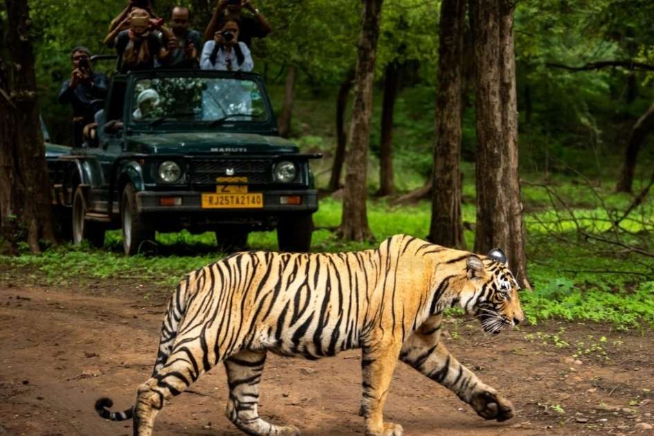 Ridhi tigress resting in Ranthambore National Park during a wildlife safari, Close-up portrait of famous Ranthambore tigress Ridhi in the jungle, Ridhi tigress walking confidently through Ranthambore forest area, Ridhi tigress with her cubs in Ranthambore National Park, Tourists spotting Ridhi tigress during Ranthambore tiger safari, Ridhi tigress near a lake in Ranthambore National Park Rajasthan, Wildlife photography of Ridhi tigress in Ranthambore Tiger Reserve, Tiger safari jeep inside Ranthambore National Park Rajasthan, Famous tigress Ridhi sitting peacefully in Ranthambore forest, Royal Bengal tigress Ridhi in Ranthambore National Park India
