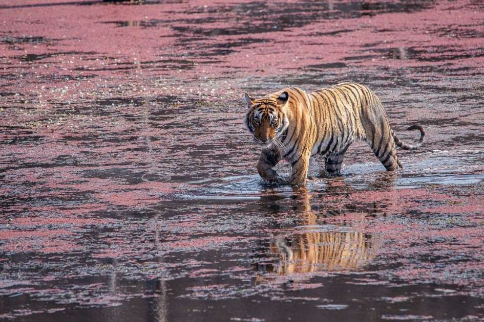 Ridhi tigress resting in Ranthambore National Park during a wildlife safari, Close-up portrait of famous Ranthambore tigress Ridhi in the jungle, Ridhi tigress walking confidently through Ranthambore forest area, Ridhi tigress with her cubs in Ranthambore National Park, Tourists spotting Ridhi tigress during Ranthambore tiger safari, Ridhi tigress near a lake in Ranthambore National Park Rajasthan, Wildlife photography of Ridhi tigress in Ranthambore Tiger Reserve, Tiger safari jeep inside Ranthambore National Park Rajasthan, Famous tigress Ridhi sitting peacefully in Ranthambore forest, Royal Bengal tigress Ridhi in Ranthambore National Park India