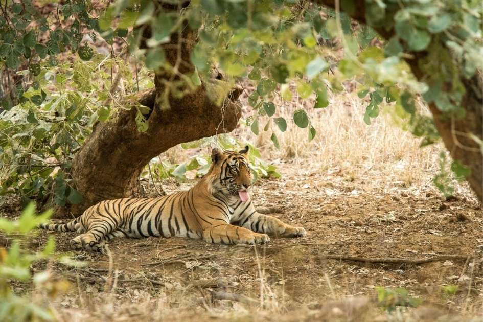 Ridhi tigress resting in Ranthambore National Park during a wildlife safari, Close-up portrait of famous Ranthambore tigress Ridhi in the jungle, Ridhi tigress walking confidently through Ranthambore forest area, Ridhi tigress with her cubs in Ranthambore National Park, Tourists spotting Ridhi tigress during Ranthambore tiger safari, Ridhi tigress near a lake in Ranthambore National Park Rajasthan, Wildlife photography of Ridhi tigress in Ranthambore Tiger Reserve, Tiger safari jeep inside Ranthambore National Park Rajasthan, Famous tigress Ridhi sitting peacefully in Ranthambore forest, Royal Bengal tigress Ridhi in Ranthambore National Park India