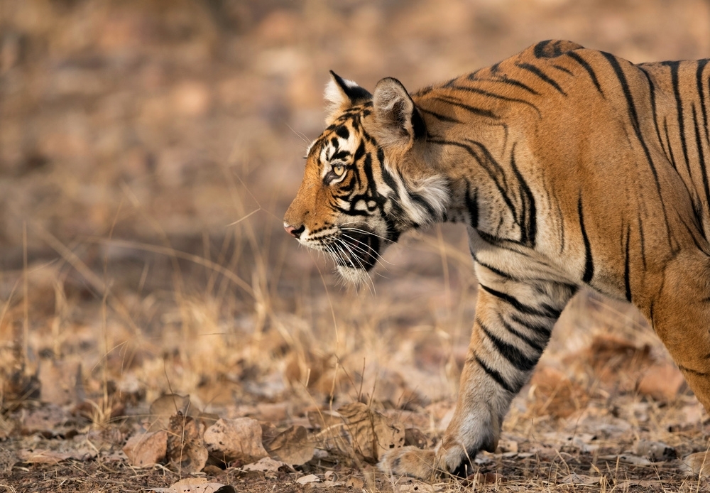 Noor tigress portrait during jungle safari Bengal tiger tigress in Ranthambore jungle Ranthambore tiger safari vehicle near tigress Tigress drinking water at Ranthambore lake Famous tiger family of Ranthambore National Park Royal Bengal tigress in Rajasthan forest