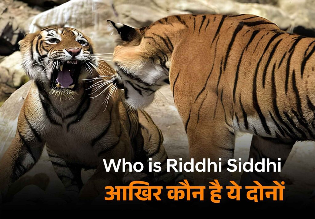 Riddhi and Siddhi, the famous tiger sisters of Ranthambore National Park resting in their natural habitat