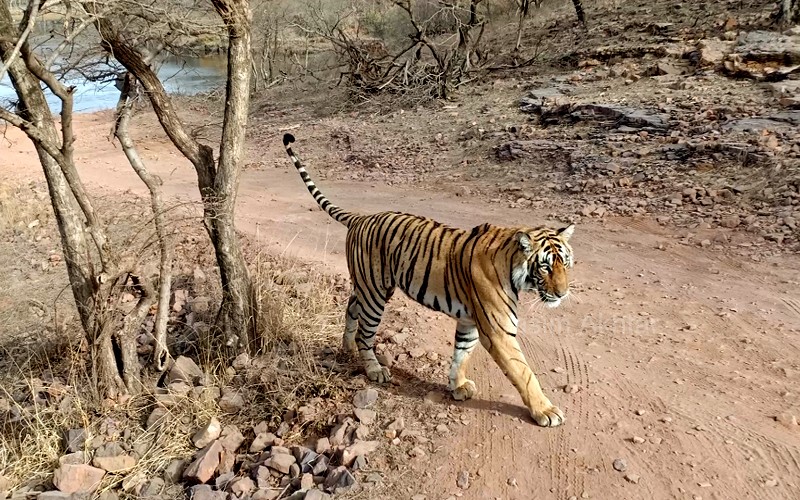 Riddhi tigress with cubs in Ranthambore Bengal tiger tigress in Ranthambore jungle Ranthambore tiger safari vehicle near tigress Tigress drinking water at Ranthambore lake Famous tiger family of Ranthambore National Park Royal Bengal tigress in Rajasthan forest