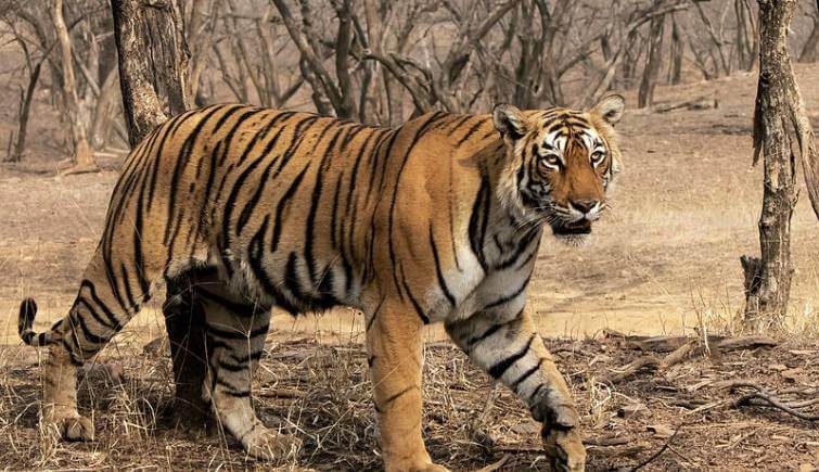 Arrowhead tigress resting in Ranthambore forest Bengal tiger tigress in Ranthambore jungle Ranthambore tiger safari vehicle near tigress Tigress drinking water at Ranthambore lake Famous tiger family of Ranthambore National Park Royal Bengal tigress in Rajasthan forest