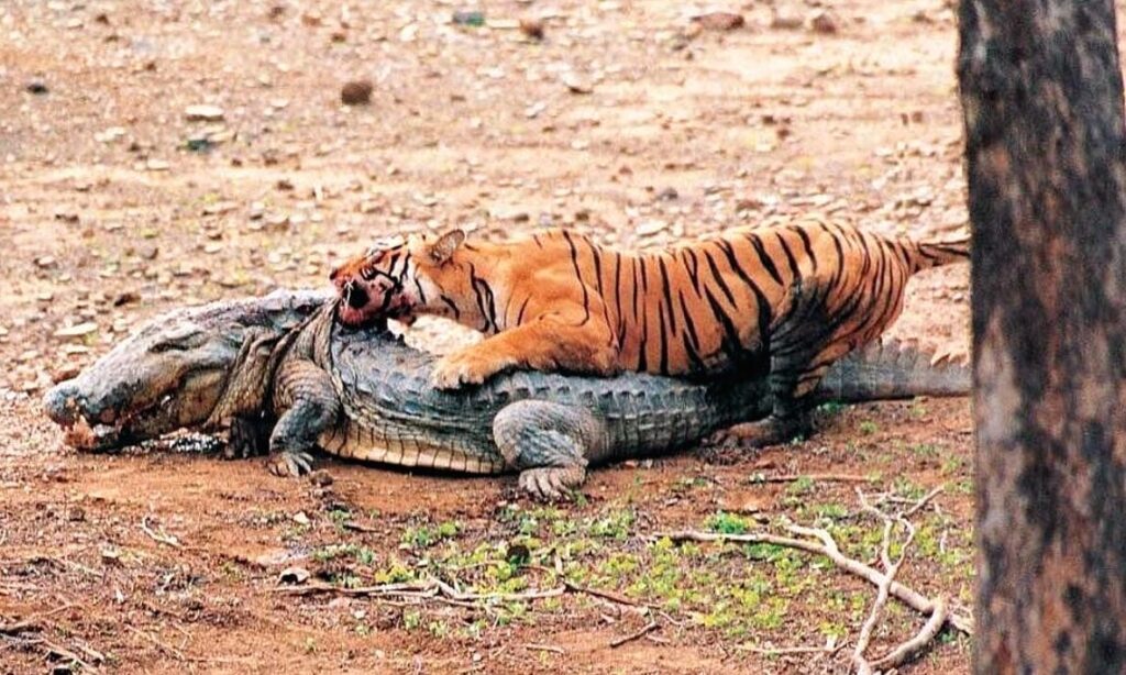 Machli tigress walking near lake in Ranthambore National Park Bengal tiger tigress in Ranthambore jungle Ranthambore tiger safari vehicle near tigress Tigress drinking water at Ranthambore lake Famous tiger family of Ranthambore National Park Royal Bengal tigress in Rajasthan forest