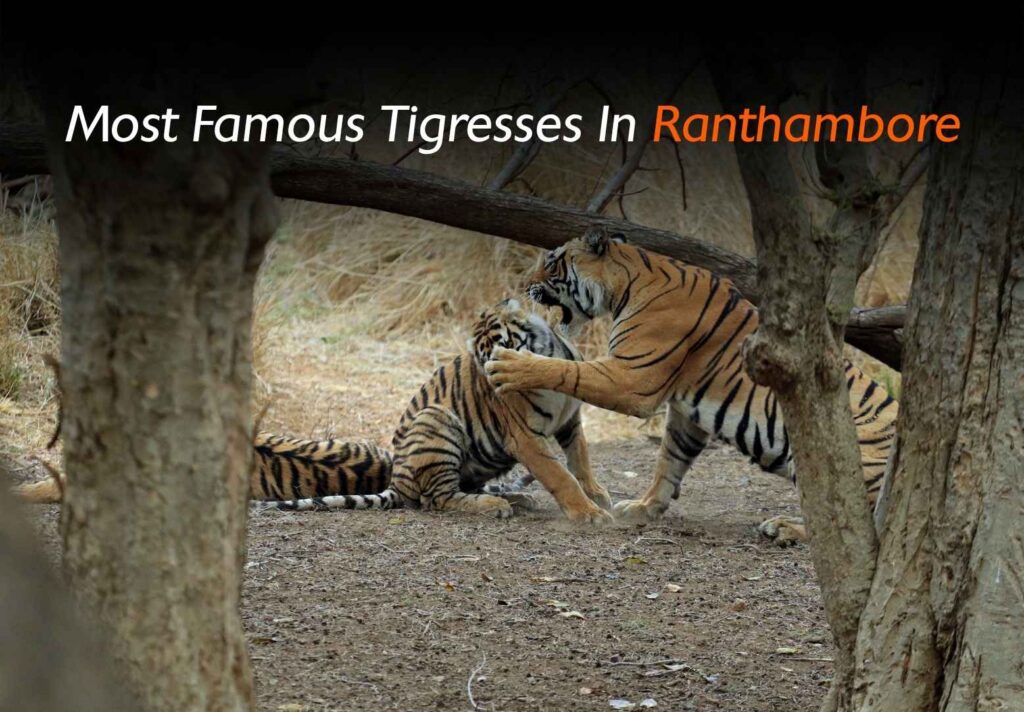 Machli tigress walking near lake in Ranthambore National Park Arrowhead tigress resting in Ranthambore forest Noor tigress portrait during jungle safari Riddhi tigress with cubs in Ranthambore Krishna tigress in grassland area of Ranthambore Bengal tiger tigress in Ranthambore jungle Ranthambore tiger safari vehicle near tigress Tigress drinking water at Ranthambore lake Famous tiger family of Ranthambore National Park Royal Bengal tigress in Rajasthan forest Famous tigresses of Ranthambore National Park including Machli, Arrowhead, Noor and Riddhi Bengal tiger tigress in Ranthambore jungle Ranthambore tiger safari vehicle near tigress Tigress drinking water at Ranthambore lake Famous tiger family of Ranthambore National Park Royal Bengal tigress in Rajasthan forest