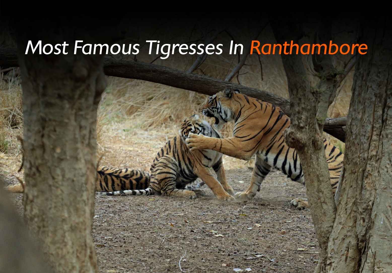 Top Famous Tigresses of Ranthambore National Park