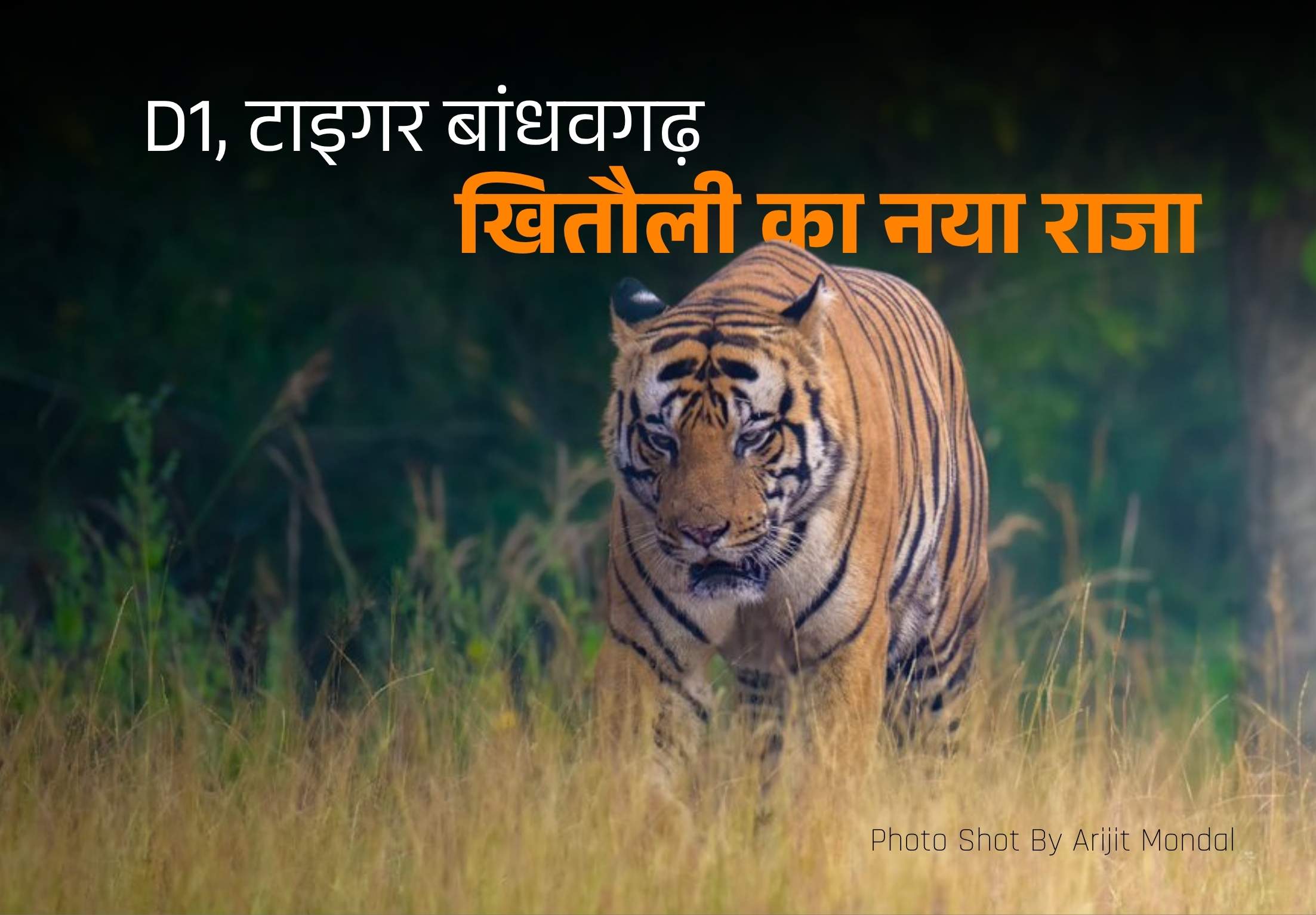 Who Killed Pujari Tiger? D1 Tiger History | Bandhavgarh National Park