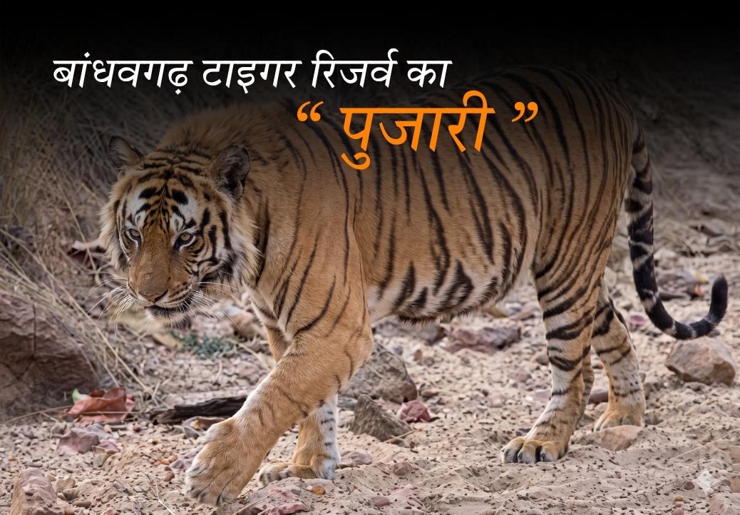 The Famous Tiger Pujari