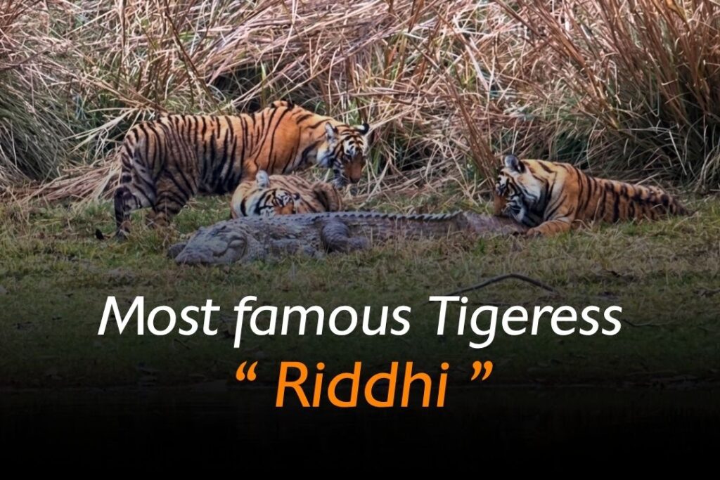 Ridhi tigress resting in Ranthambore National Park during a wildlife safari, Close-up portrait of famous Ranthambore tigress Ridhi in the jungle, Ridhi tigress walking confidently through Ranthambore forest area, Ridhi tigress with her cubs in Ranthambore National Park, Tourists spotting Ridhi tigress during Ranthambore tiger safari, Ridhi tigress near a lake in Ranthambore National Park Rajasthan, Wildlife photography of Ridhi tigress in Ranthambore Tiger Reserve, Tiger safari jeep inside Ranthambore National Park Rajasthan, Famous tigress Ridhi sitting peacefully in Ranthambore forest, Royal Bengal tigress Ridhi in Ranthambore National Park India