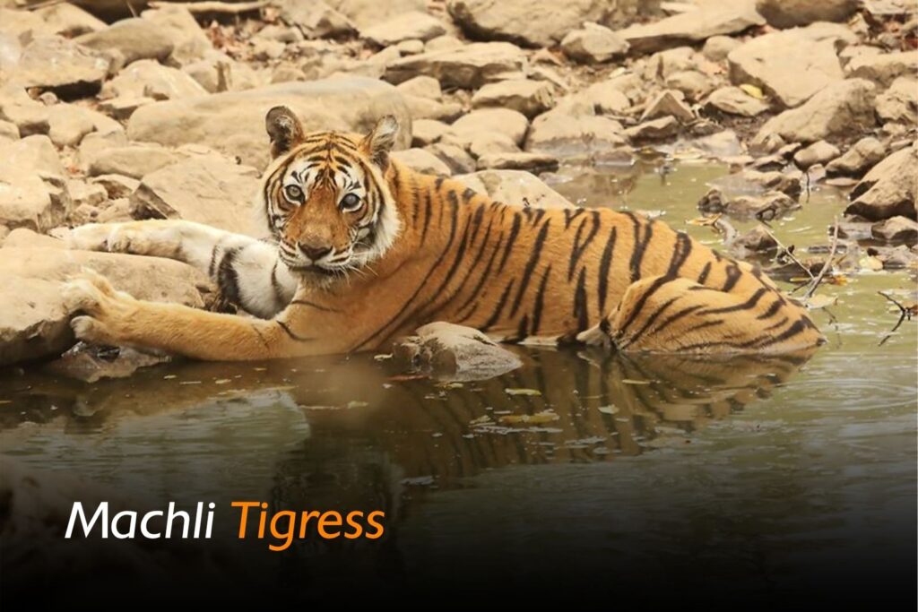 Bloodline of Machli showing Krishna Noor Arrowhead Riddhi and Siddhi in Ranthambore National Park history of machli tigress
