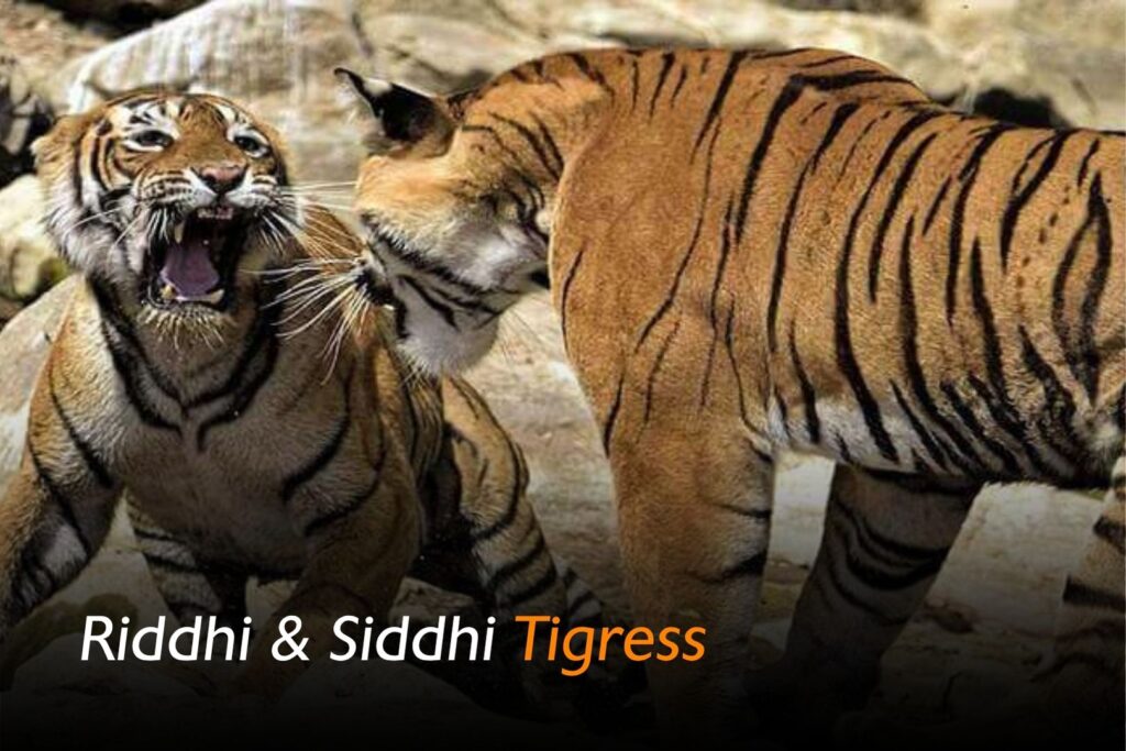 Riddhi and Siddhi tigresses carrying forward Machli bloodline in Ranthambore history of machli tigress