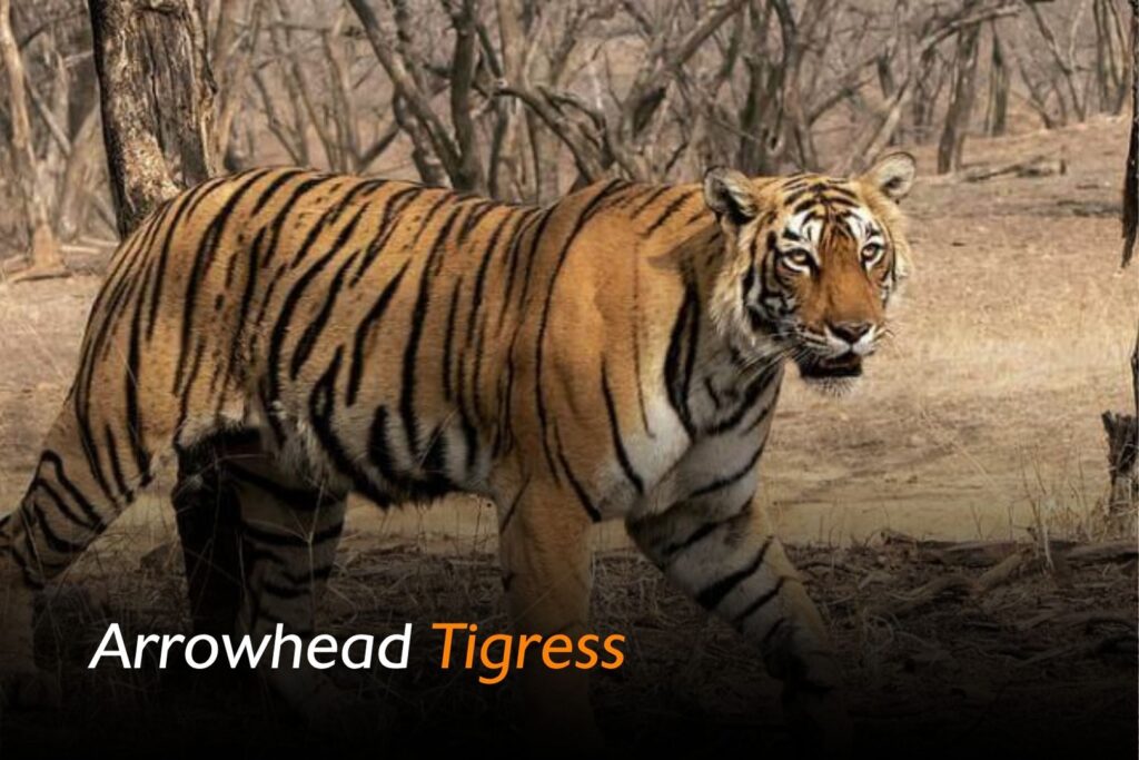 history of machli tigress