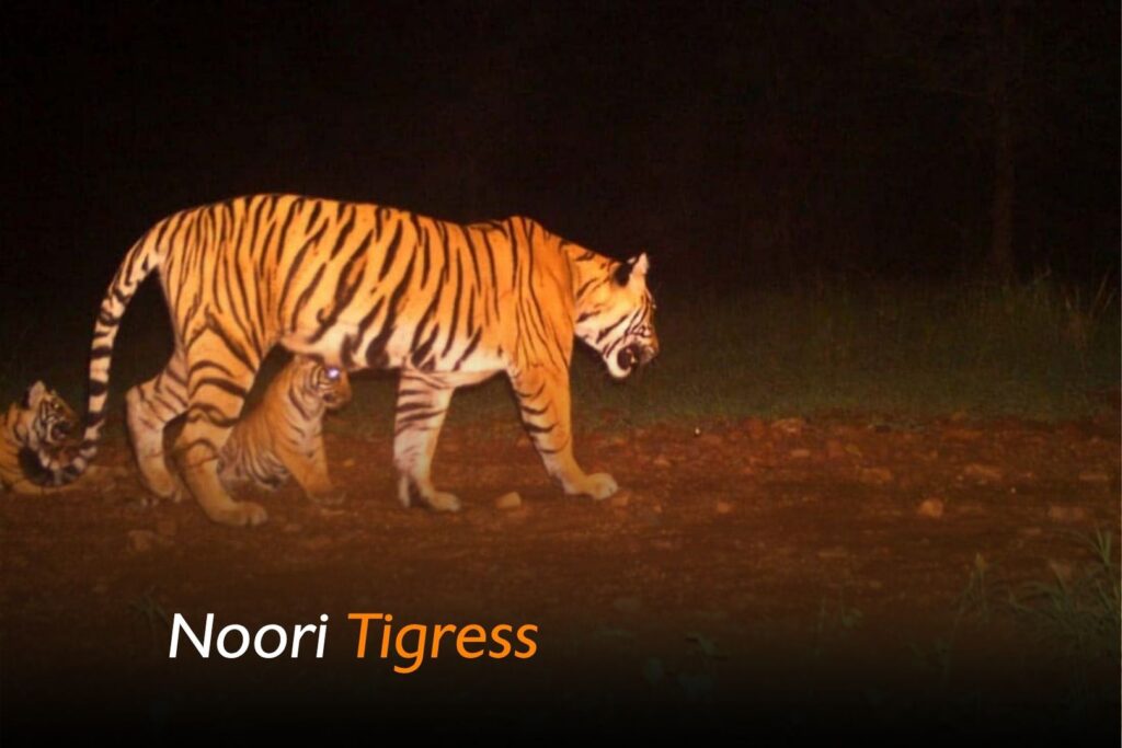 history of machli tigress