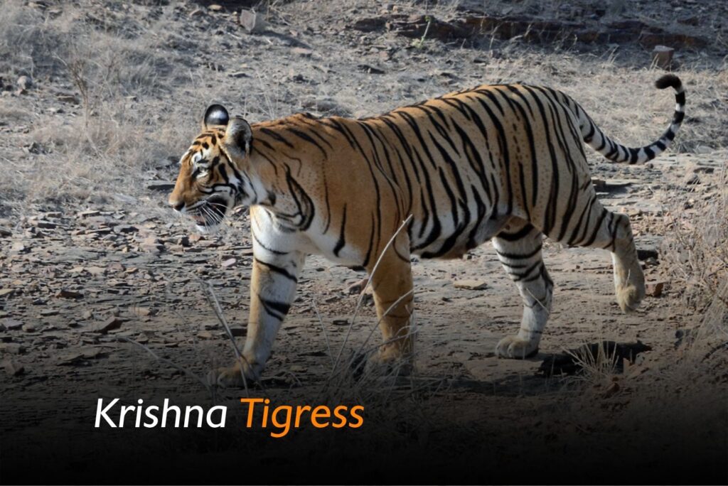 history of machli tigress